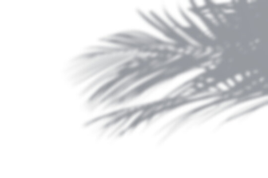 Tropical palm leaf shadow overlay effect isolated on white background.