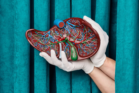 Gloved hands presenting anatomical cross section of liver blood vessels. Innovative gastroenterology diagnostics and gallbladder disease therapy.