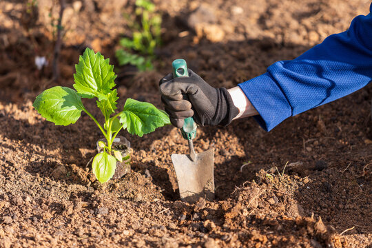 farmer planting a seedling into a soil