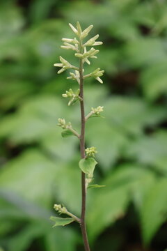 Cacalia delphinifolia with white buds scattered in a cone shape