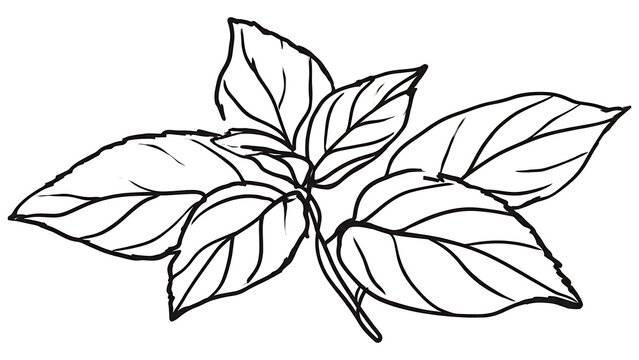 Basil leaves illustration on white background.