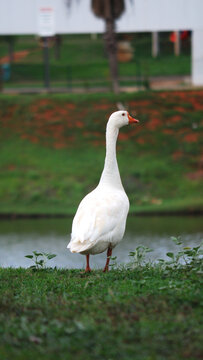White goose standing on green grass near a pond