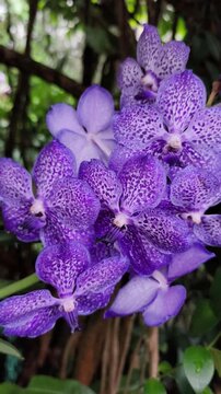 Purple spotted vanda orchids blooming in garden in botanical garden