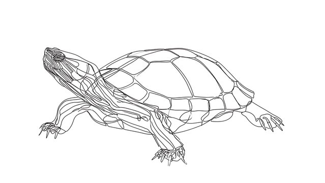 Detailed turtle line drawing on white background.