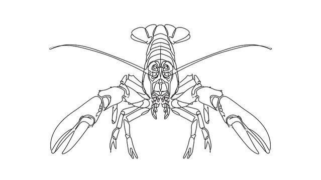 Detailed insect line art illustration white background.