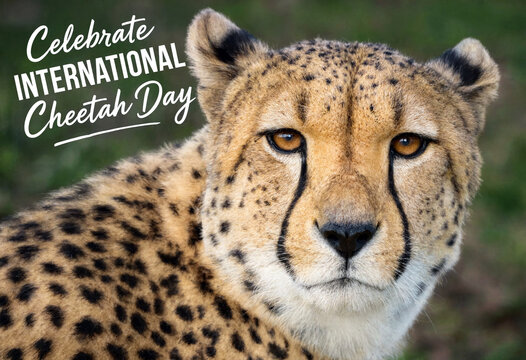 Beautiful closeup portrait of a cheetah looking straight ahead on international cheetah day celebration