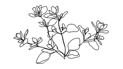 Fototapeta premium Botanical line art illustration white background.
