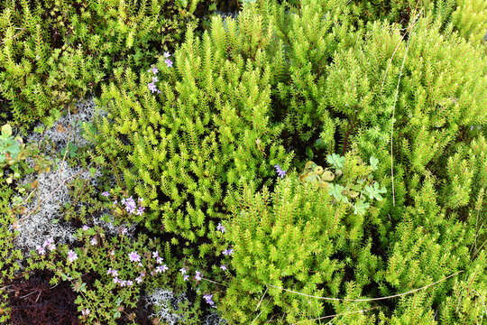 Textured background of Sedum reptans, a member of the Crassulaceae family, or stonecrop, forming a dense ground cover
