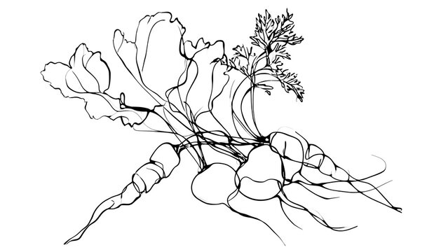 Hand drawn vegetable illustration white background.