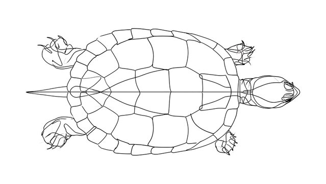 Detailed turtle line drawing on white background.