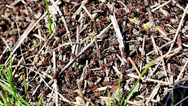 Work and life of forest ants in an anthill. The anthill is teeming with ants, close up, macro, insect diversity concept