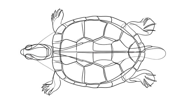 Line art turtle illustration on white background.