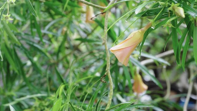 Macro shot of a yellow oleander flower covered in sparkling raindrops. Vibrant green tropical foliage provides a soft bokeh background. Fresh garden scene after a summer rain shower.