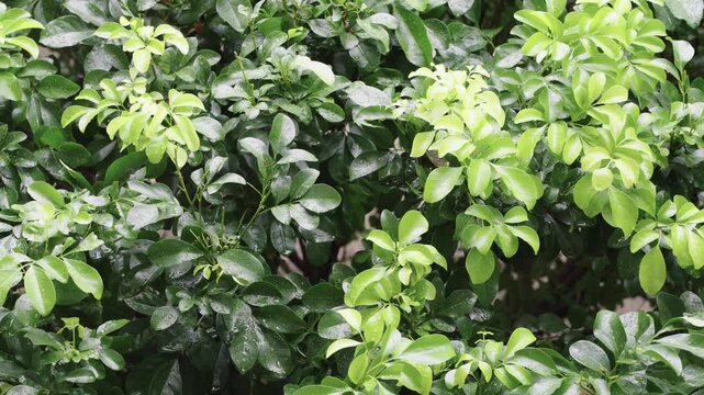 Lush green foliage covered in fresh water droplets after rain. Detailed view of healthy shrub leaves in varying shades of green. Perfect for nature, environment and gardening background themes.