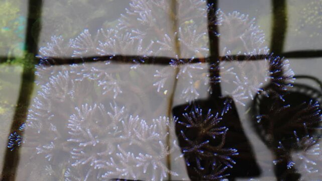 Branching coral underwater in a marine tank with architectural window reflections on the water surface. Detailed view of light blue coral polyps and natural textures in an aquarium setting.