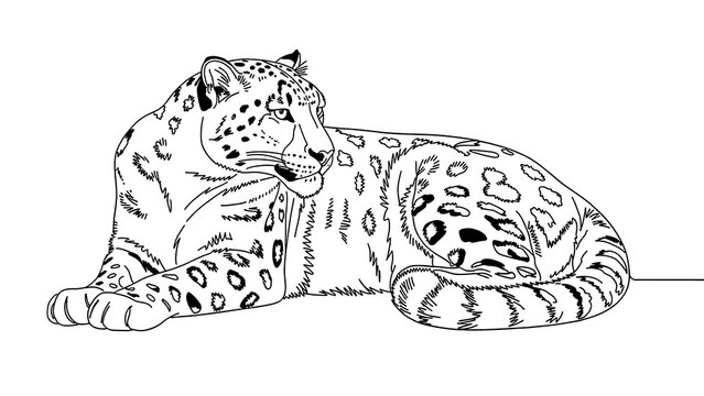 Snow leopard illustration on white background.