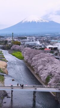 Vertical aerial drone video of Mount Fuji rising above blooming cherry blossoms and a peaceful river in Japan, capturing iconic spring scenery, urban landscape, and natural beauty.