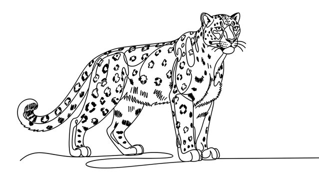 Snow leopard illustration on white background.