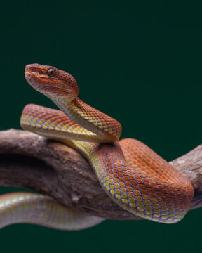 Exotic Mangrove Pit Viper (Trimeresurus purpureomaculatus) Wildlife Macro Photography