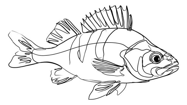 Perch fish illustration white background.