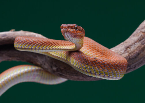  Close Up Portrait of Mangrove Pit Viper (Trimeresurus purpureomaculatus) in Natural Habitat