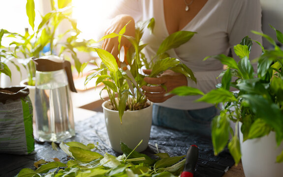 Woman repotting and pruning houseplant in pot at home.