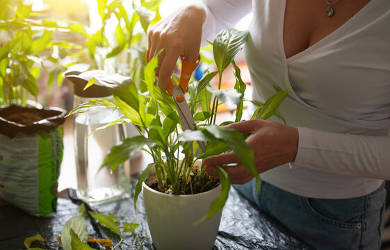 Woman repotting and pruning houseplant in pot at home.