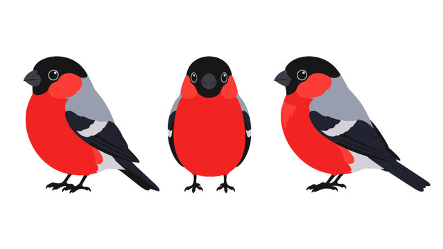Bullfinch bird vector set with side and front views