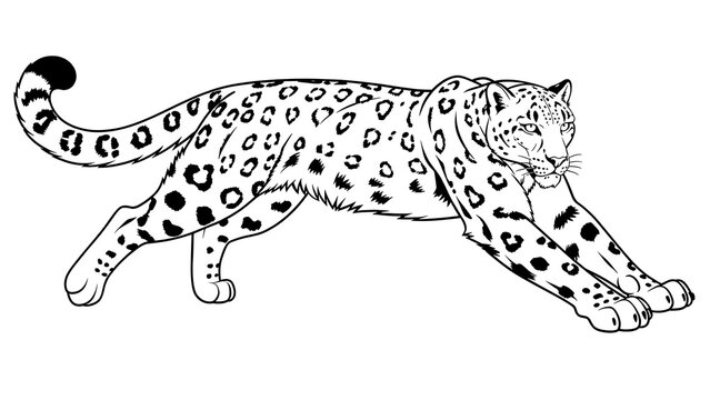 Snow leopard illustration on white background.