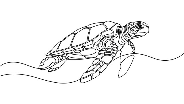 Sea turtle line art illustration white background.