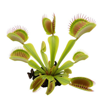 A venus flytrap with green leaves and red spiky edges against a white background.