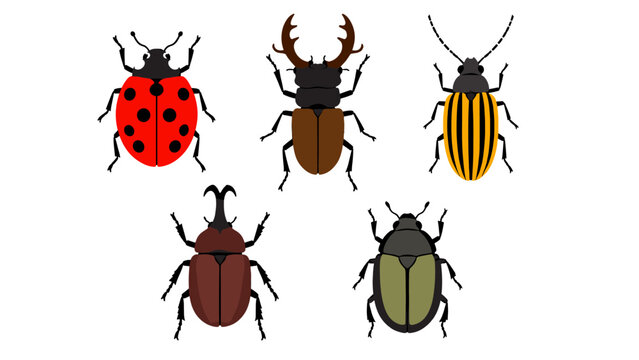 Set of five colorful beetle illustrations on white background