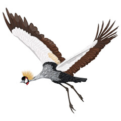 Obraz premium Grey crowned crane bird in majestic flight isolated on white background
