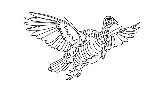 Turkey bird skeleton illustration white background.
