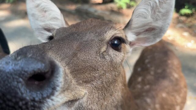 Mouse Deer Eating Carrot Near Car Window, Wildlife Feeding Encounter