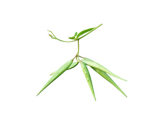 Fototapeta premium Vincetoxicum or swallow wort fruits isolated on a white background