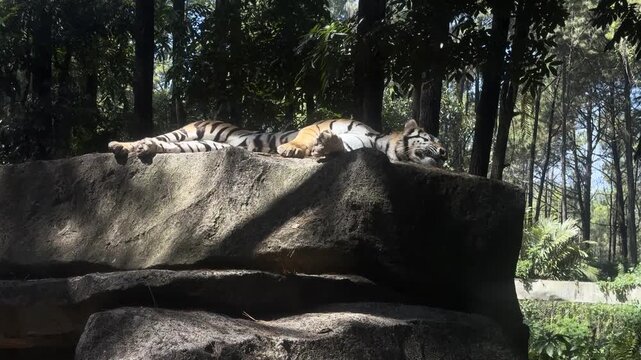 Sumatran Tiger Sleeping on Rock in Natural Habitat, Wildlife Sanctuary