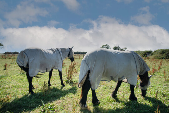 Black Horses Wearing Fly Protection Rugs and Masks in a Summer Meadow