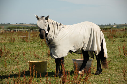 Black Horses Wearing Fly Protection Rugs and Masks in a Summer Meadow