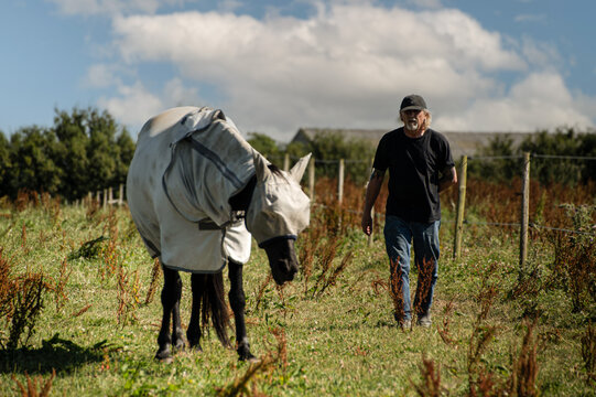 Male Handler with Black Horses Wearing Fly Protection Rugs and Masks in Summer
