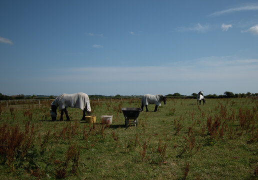 Black Horses Wearing Fly Protection Rugs and Masks in a Summer Meadow