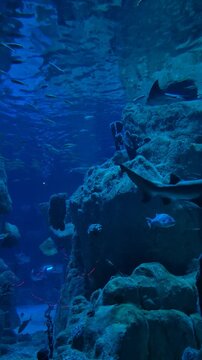 Shark swimming in aquarium water near rocks and other fish