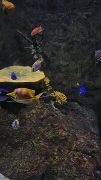 Fish swimming in an aquarium with coral and sea plants in a marine habitat