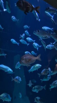 Children watch fish swimming in an aquarium at a marine center in New Jersey during a sunny afternoon