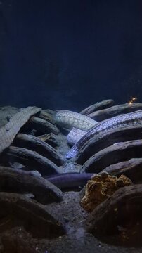Underwater view of eels swimming around rocks in aquarium