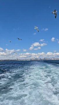 Boats moving through water with birds flying near the coastline on a clear day