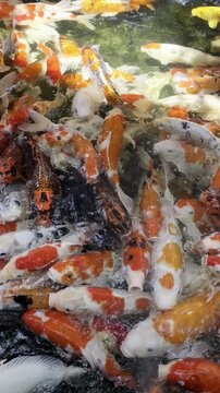Koi Fish Feeding Frenzy Swimming Rapidly in Clear Pond Water