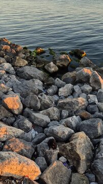 Sunset at the rocky shore with water in the background and a lone animal nearby