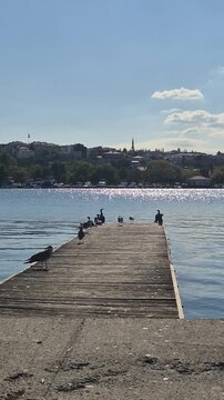 Seagulls gather on a dock by the water in a sunny location