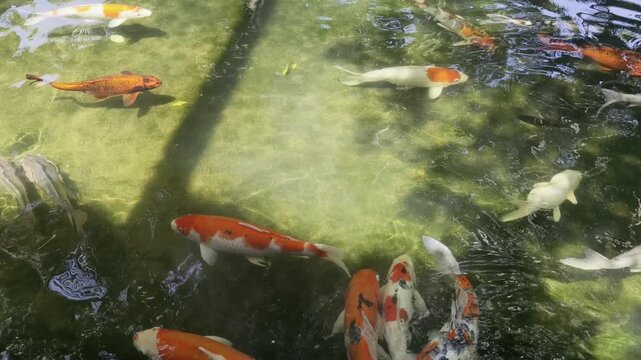 Koi fish swimming in a clear pond under sunlight and shadows